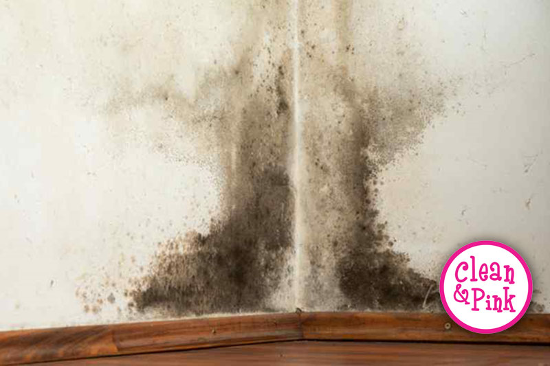 Mold is Not a Problem, It’s a Water Source! - Memphis Cleaning Service