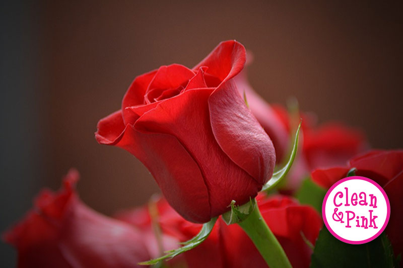 Cleaning Service in Memphis, TN - Keep Roses Fresh for Longer